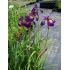 Iris sibirica 'Towanda Red Flair' - kosatec sibírsky 'Towanda Red Flair'