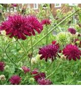 Knautia macedonica 'Red Knight' - chrastavec macedónsky 'Red Knight'