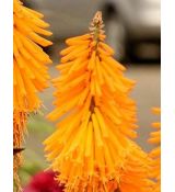 Kniphofia 'Mango Popsicle' - fakľovkaa 'Mango Popsicle'