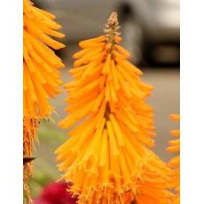 Kniphofia 'Mango Popsicle' - fakľovkaa 'Mango Popsicle'