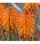 Kniphofia 'Poco Orange' - fakľovka 'Poco Orange'
