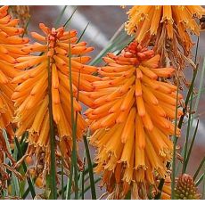 Kniphofia 'Poco Orange' - fakľovka 'Poco Orange'