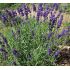 Lavandula angustifolia 'Hidcote Compact' - levanduľa úzkolistá 'Hidcote Compact'