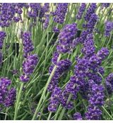 Lavandula angustifolia 'Hidcote Compact' - levanduľa úzkolistá 'Hidcote Compact'