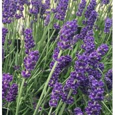 Lavandula angustifolia 'Hidcote Compact' - levanduľa úzkolistá 'Hidcote Compact'