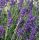 Lavandula angustifolia 'Hidcote Compact' - levanduľa úzkolistá 'Hidcote Compact'