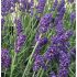 Lavandula angustifolia 'Hidcote Compact' - levanduľa úzkolistá 'Hidcote Compact'