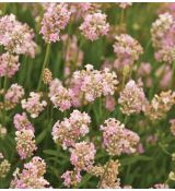 Lavandula angustifolia 'Rosea' - levanduľa úzkolistá 'Rosea'