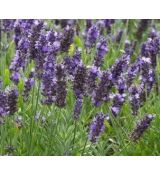 Lavandula angustifolia 'Spear Blue' - levanduľa úzkolistá 'Spear Blue'