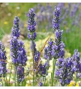 Lavandula × intermedia 'Tasty Grosso' - levanduľa  'Tasty Grosso'