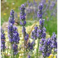 Lavandula × intermedia 'Tasty Grosso' - levanduľa  'Tasty Grosso'