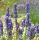 Lavandula × intermedia 'Tasty Grosso' - levanduľa  'Tasty Grosso'