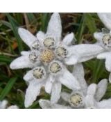 Leontopodium alpinum - plesnivec alpínsky