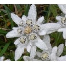 Leontopodium alpinum - plesnivec alpínsky