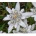Leontopodium alpinum - plesnivec alpínsky