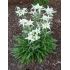 Leontopodium alpinum - plesnivec alpínsky