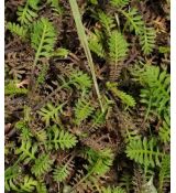 Leptinella squalida (syn. Cotula squalida)