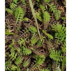 Leptinella squalida (syn. Cotula squalida)