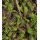 Leptinella squalida (syn. Cotula squalida)