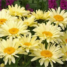 Leucanthemum × maximum 'Banana Cream' - margarétka najväčšia 'Banana Cream'