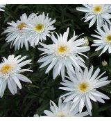 Leucanthemum × maximum 'Christine Hagemann' - margarétka najväčšia 'Christine Hagemann'