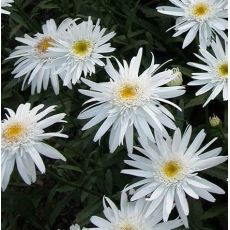 Leucanthemum × maximum 'Christine Hagemann' - margarétka najväčšia 'Christine Hagemann'