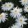 Leucanthemum × maximum 'Christine Hagemann' - margarétka najväčšia 'Christine Hagemann'
