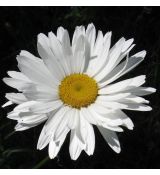 Leucanthemum × maximum 'Exhibition' - margarétka najväčšia 'Exhibition'
