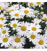 Leucanthemum × maximum 'Silver Princess'  - margarétka najväčšia 'Silver Princess'