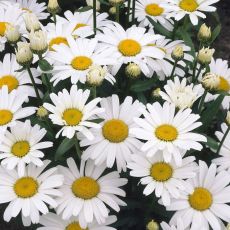 Leucanthemum × maximum 'Silver Princess'  - margarétka najväčšia 'Silver Princess'