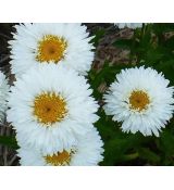 Leucanthemum × maximum 'Snehurka' - margarétka najväčšia 'Snehurka'