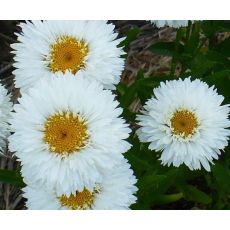 Leucanthemum × maximum 'Snehurka'  - margarétka najväčšia 'Snehurka'
