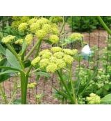 Levisticum officinale - ligurček lekársky (vegeta, magi zelinka)