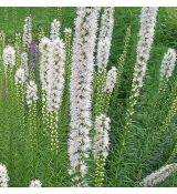 Liatris spicata 'Floristan White' - liatra klasnatá 'Floristan White'