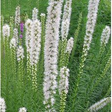 Liatris spicata 'Floristan White' - liatra klasnatá 'Floristan White'