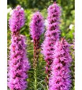 Liatris spicata 'Kobold' - liatra klasnatá 'Kobold'