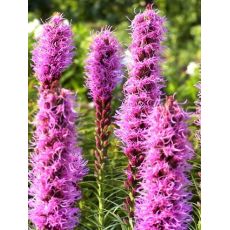 Liatris spicata 'Kobold' - liatra klasnatá 'Kobold'