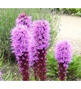 Liatris spicata 'Floristan Violet' - liatra klasnatá 'Floristan Violet'