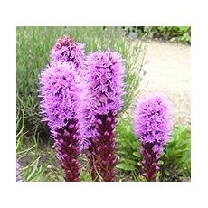 Liatris spicata 'Floristan Violet' - liatra klasnatá 'Floristan Violet'