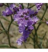 Limonium gmelinii ssp. hungaricum - limonka gmelinova uhorská