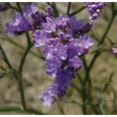 Limonium gmelinii ssp. hungaricum - limonka gmelinova uhorská