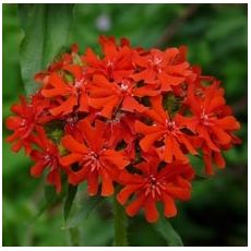 Lychnis chalcedonica - kukučka hustokvetá