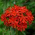 Lychnis chalcedonica - kukučka hustokvetá