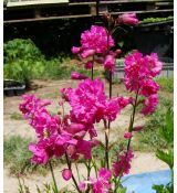 Lychnis viscaria 'Plena' - kukučka smolničková 'Plena'