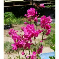 Lychnis viscaria 'Plena' - kukučka smolničková 'Plena'