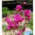 Lychnis viscaria 'Plena' - kukučka smolničková 'Plena'