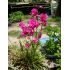 Lychnis viscaria 'Plena' - kukučka smolničková 'Plena'