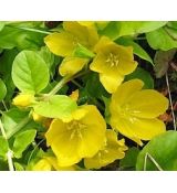 Lysimachia nummularia 'Aurea' - čerkáč peniažtekový 'Aurea'