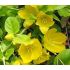 Lysimachia nummularia 'Aurea' - čerkáč peniažtekový 'Aurea'