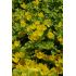 Lysimachia nummularia 'Aurea' - čerkáč peniažtekový 'Aurea'